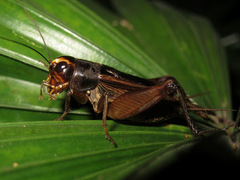Teleogryllus
