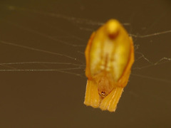 Arachnura