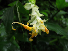 Globba paniculata