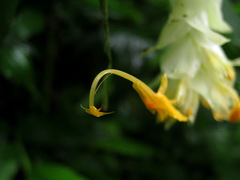 Globba paniculata