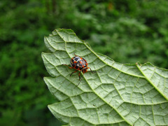 Antestiopsis anchora