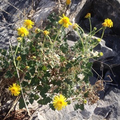 Perityle leptoglossa