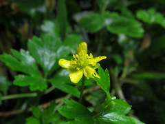 Ranunculus blumei
