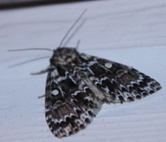 Acronicta fragilis