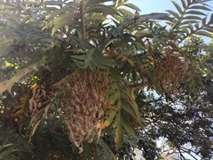 Bocconia arborea