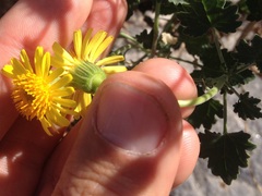 Perityle leptoglossa