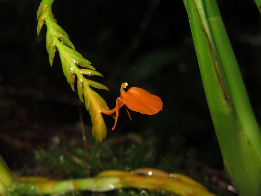 Stichorkis compressa
