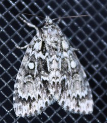 Acronicta fragilis