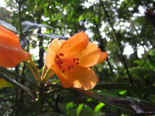 Rhododendron javanicum, photograph 5