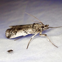 Melitara prodenialis