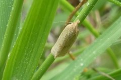 Clepsis senecionana