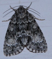 Acronicta fragilis