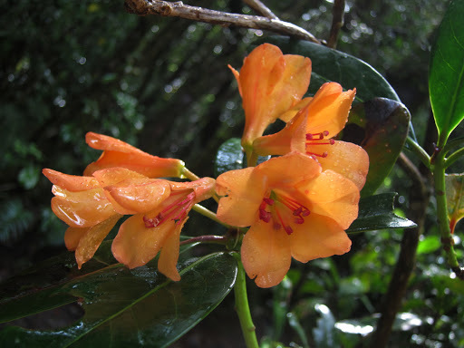 Rhododendron javanicum  iNaturalist