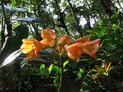 Rhododendron javanicum