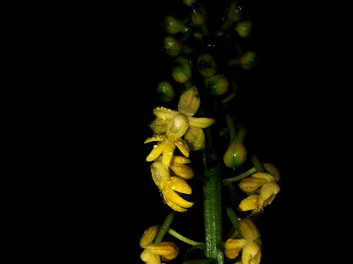 Calanthe flava