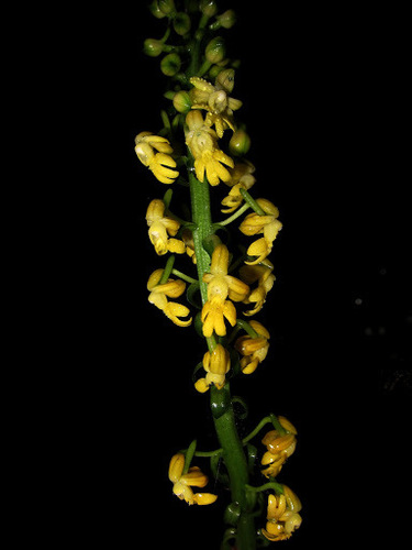 Calanthe flava
