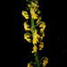 Calanthe flava - Photo (c) Jason Alexander, some rights reserved (CC BY-NC), uploaded by Jason Alexander