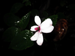 Impatiens javensis