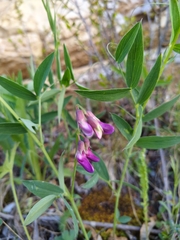 Lathyrus parvifolius