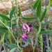 Lathyrus parvifolius - Photo (c) David Mercado-Morales, some rights reserved (CC BY-NC), uploaded by David Mercado-Morales