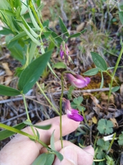 Lathyrus parvifolius
