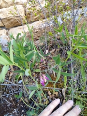 Lathyrus parvifolius