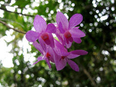 Dendrobium hasseltii