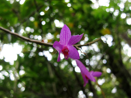 Image of Dendrobium hasseltii by (c) Jason Alexander, some rights reserved (CC BY)