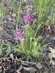 Oxytropis borealis