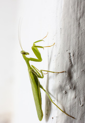Photiomantis planicephala