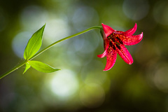 Lilium bolanderi