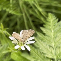 Eupithecia pygmaeata