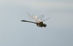 Somatochlora flavomaculata