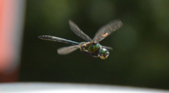Somatochlora flavomaculata