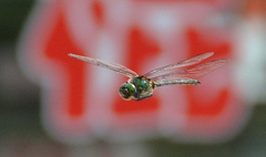 Somatochlora flavomaculata
