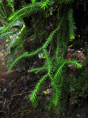 Phlegmariurus phlegmaria