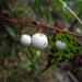 Gaultheria leucocarpa - Photo (c) Jason Alexander, some rights reserved (CC BY-NC), uploaded by Jason Alexander