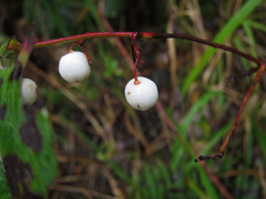 Gaultheria leucocarpa