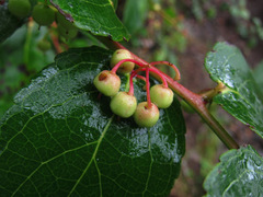 Gaultheria leucocarpa