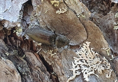 Paraphotistus impressus