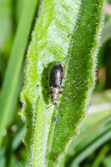 Phyllobius pyri