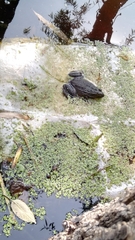 Lithobates montezumae