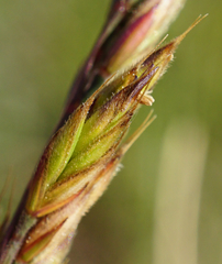 Festuca rupicola