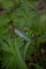 Dactylorhiza incarnata