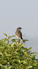 Pyrope pyrope pyrope