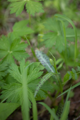 Dactylorhiza incarnata