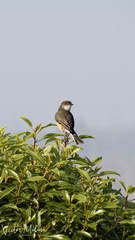 Pyrope pyrope pyrope