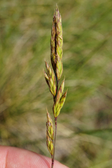Festuca rupicola