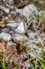 Soldanella