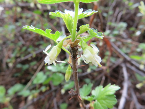 Ribes oxyacanthoides var. oxyacanthoides